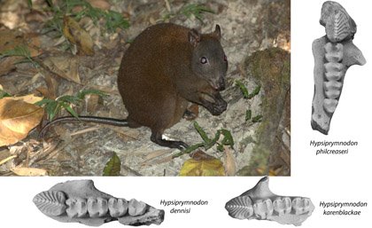 New musky rat-kangaroo fossils have been discovered, with the three new fossil species, represented by their upper jaws. Photo courtesy of PanBK.